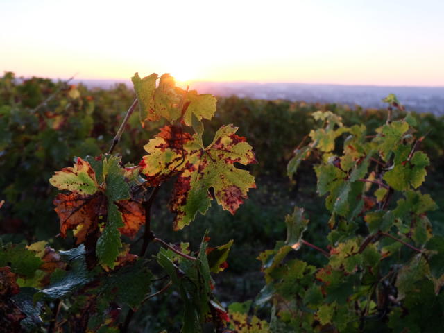 Vignoble de la pente des Coutis à Vendôme