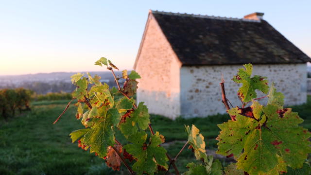 Vignoble de la pente des Coutis à Vendôme