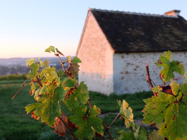 Vignoble de la pente des Coutis à Vendôme