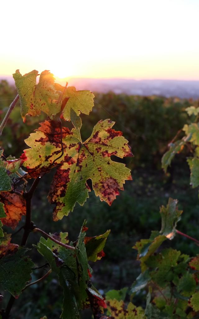 Vignoble de la pente des Coutis à Vendôme