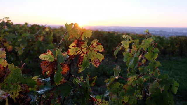 Vignoble de la pente des Coutis à Vendôme