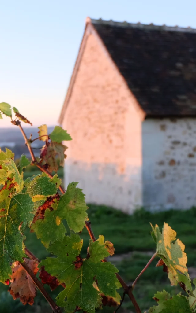 Vignoble de la pente des Coutis à Vendôme