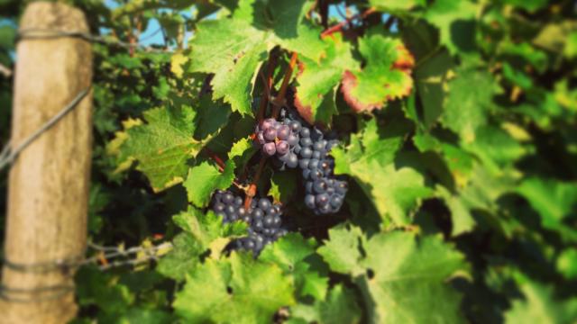 Vignes dans le Vendômois