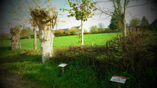 Chemin des Trognes à la Maison Botanique de Boursay