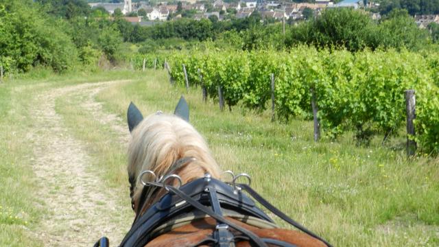 Cheval se promenant dans les vignes au dessus du village