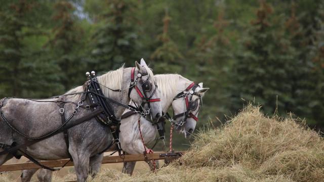 Percheron