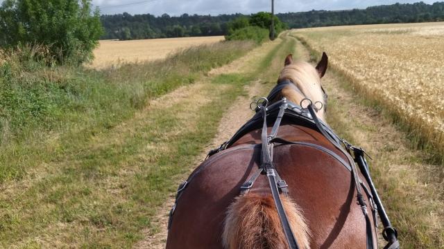 Cheval en train de se balader dans les champs