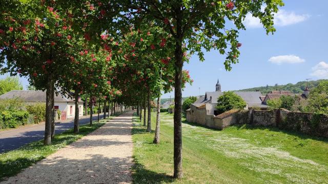 Allée d'arbres et église en fond