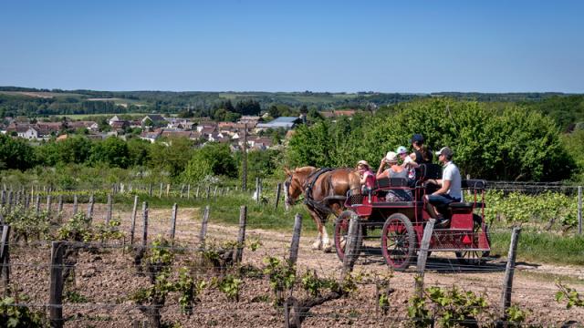 Balade en calèche dans les vignes à Thoré-La-Rochette