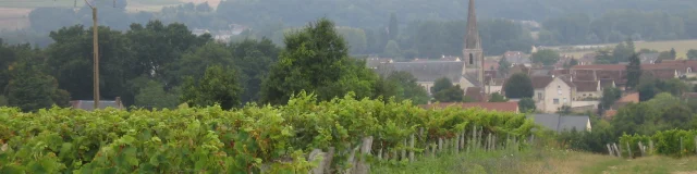 Vignes à Thoré-La-Rochette