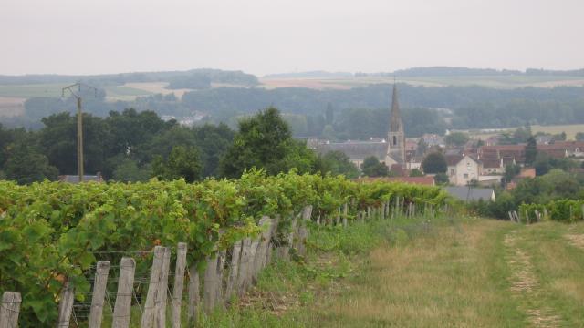 Vignes à Thoré-La-Rochette