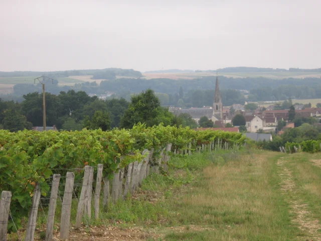 Vignes à Thoré-La-Rochette