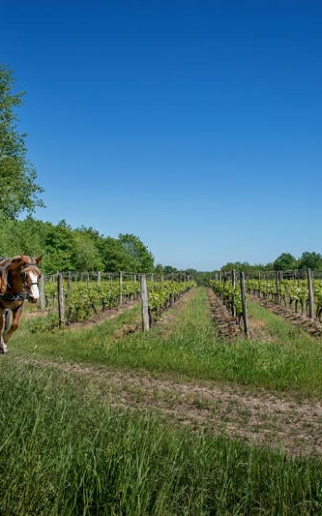 Balade en Calèche dans les vignes à Thoré-La-Rochette