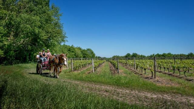 Balade en Calèche dans les vignes à Thoré-La-Rochette