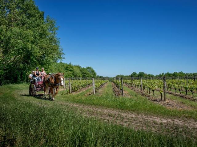 Balade En Caleche Dans Les Vignes L.alvarez Adt41