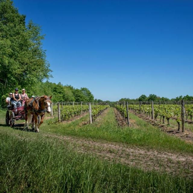 Balade en Calèche dans les vignes à Thoré-La-Rochette