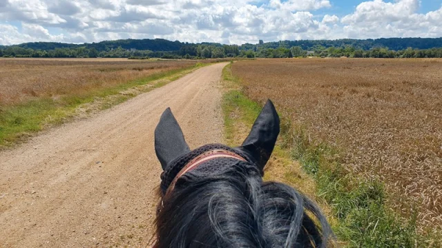 Cheval dans la campagne