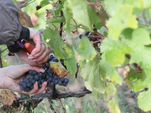 Vendanges